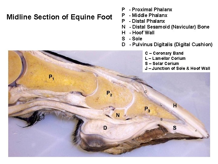 Midline Section of Equine Foot P P P N H S D - Proximal Midline Section of Equine Foot P P P N H S D - Proximal