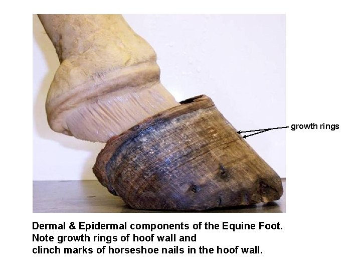 growth rings Dermal & Epidermal components of the Equine Foot. Note growth rings of growth rings Dermal & Epidermal components of the Equine Foot. Note growth rings of