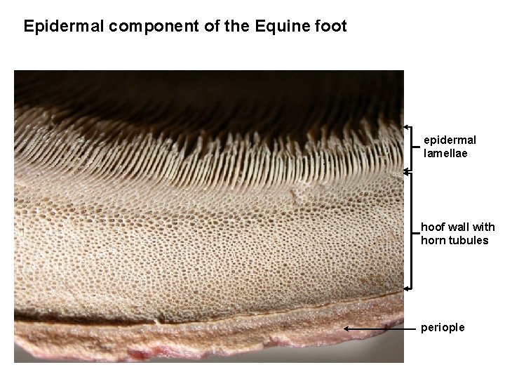 Epidermal component of the Equine foot epidermal lamellae hoof wall with horn tubules periople Epidermal component of the Equine foot epidermal lamellae hoof wall with horn tubules periople