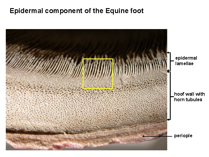 Epidermal component of the Equine foot epidermal lamellae hoof wall with horn tubules periople Epidermal component of the Equine foot epidermal lamellae hoof wall with horn tubules periople