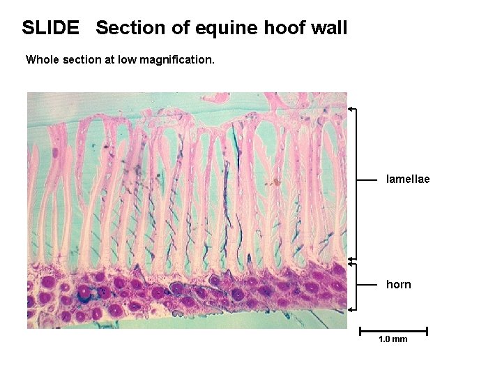 SLIDE Section of equine hoof wall Whole section at low magnification. lamellae horn 1. SLIDE Section of equine hoof wall Whole section at low magnification. lamellae horn 1.