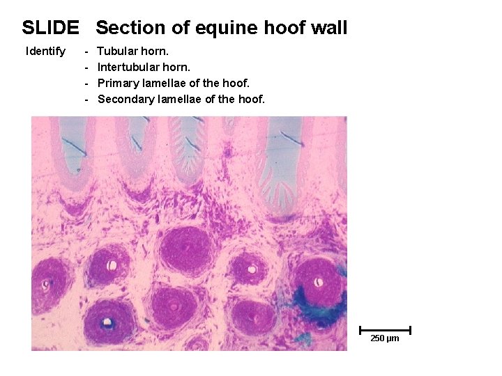 SLIDE Section of equine hoof wall Identify - Tubular horn. Intertubular horn. Primary lamellae SLIDE Section of equine hoof wall Identify - Tubular horn. Intertubular horn. Primary lamellae
