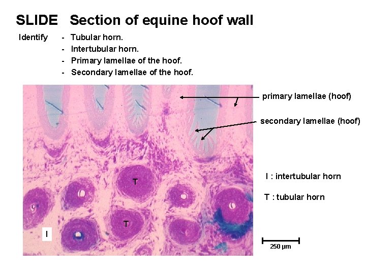 SLIDE Section of equine hoof wall Identify - Tubular horn. Intertubular horn. Primary lamellae SLIDE Section of equine hoof wall Identify - Tubular horn. Intertubular horn. Primary lamellae