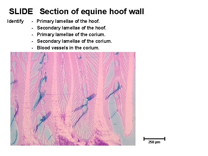 SLIDE Section of equine hoof wall Identify - Primary lamellae of the hoof. Secondary SLIDE Section of equine hoof wall Identify - Primary lamellae of the hoof. Secondary