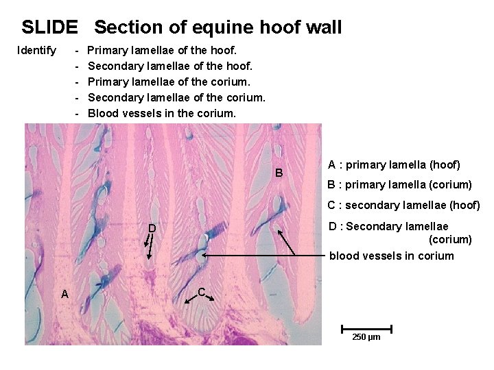SLIDE Section of equine hoof wall Identify - Primary lamellae of the hoof. Secondary SLIDE Section of equine hoof wall Identify - Primary lamellae of the hoof. Secondary