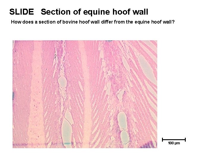 SLIDE Section of equine hoof wall How does a section of bovine hoof wall SLIDE Section of equine hoof wall How does a section of bovine hoof wall