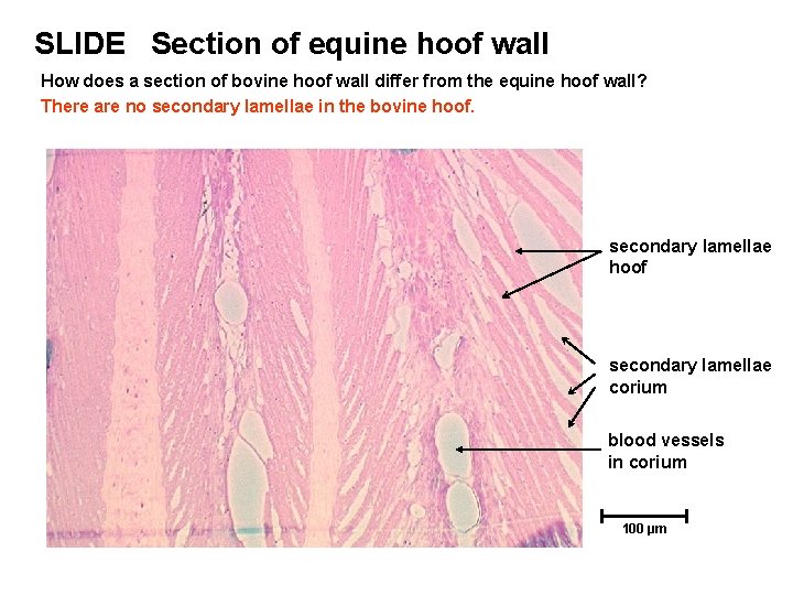 SLIDE Section of equine hoof wall How does a section of bovine hoof wall SLIDE Section of equine hoof wall How does a section of bovine hoof wall