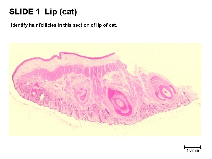 SLIDE 1 Lip (cat) Identify hair follicles in this section of lip of cat. SLIDE 1 Lip (cat) Identify hair follicles in this section of lip of cat.