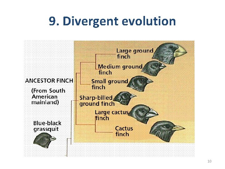 9. Divergent evolution 10 9. Divergent evolution 10