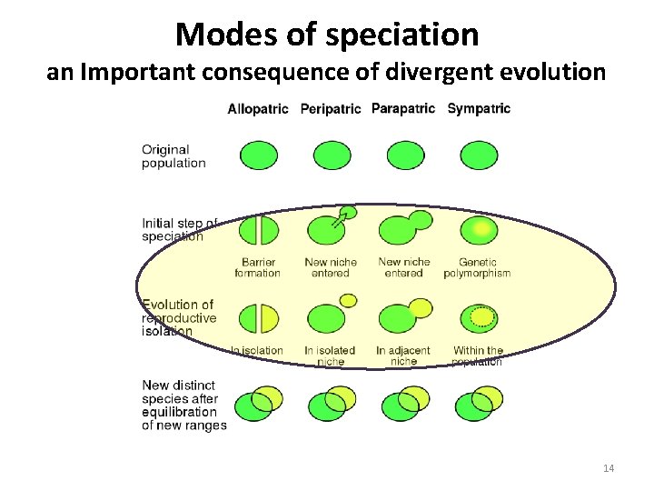 Modes of speciation an Important consequence of divergent evolution 14 Modes of speciation an Important consequence of divergent evolution 14