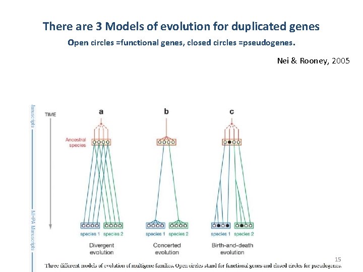 There are 3 Models of evolution for duplicated genes open circles =functional genes, closed There are 3 Models of evolution for duplicated genes open circles =functional genes, closed