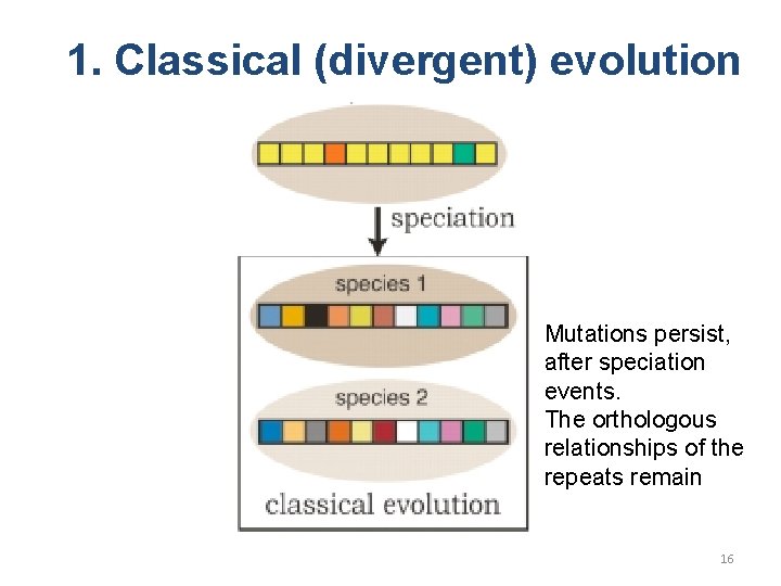 1. Classical (divergent) evolution Mutations persist, after speciation events. The orthologous relationships of the 1. Classical (divergent) evolution Mutations persist, after speciation events. The orthologous relationships of the