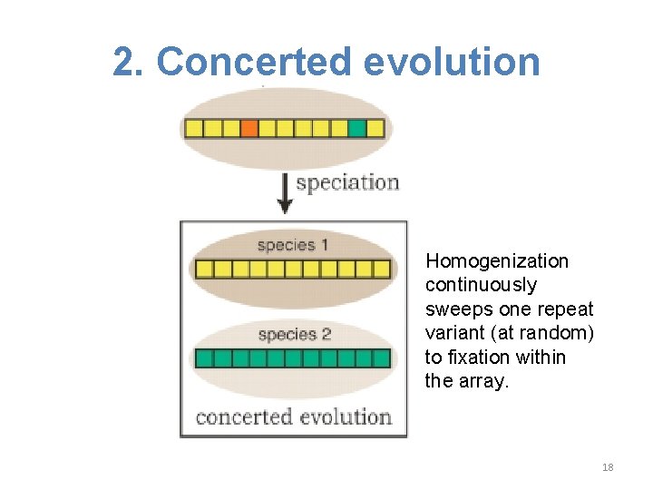 2. Concerted evolution Homogenization continuously sweeps one repeat variant (at random) to fixation within 2. Concerted evolution Homogenization continuously sweeps one repeat variant (at random) to fixation within