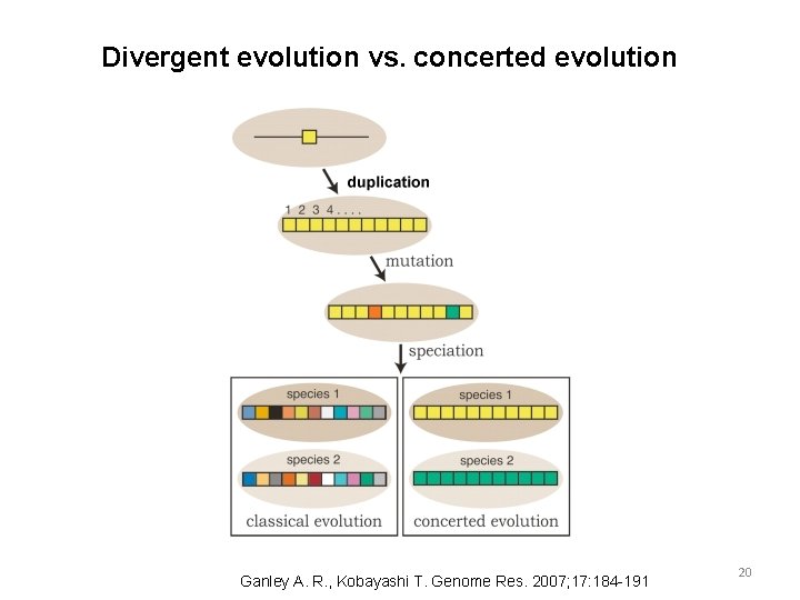 Divergent evolution vs. concerted evolution Ganley A. R. , Kobayashi T. Genome Res. 2007; Divergent evolution vs. concerted evolution Ganley A. R. , Kobayashi T. Genome Res. 2007;