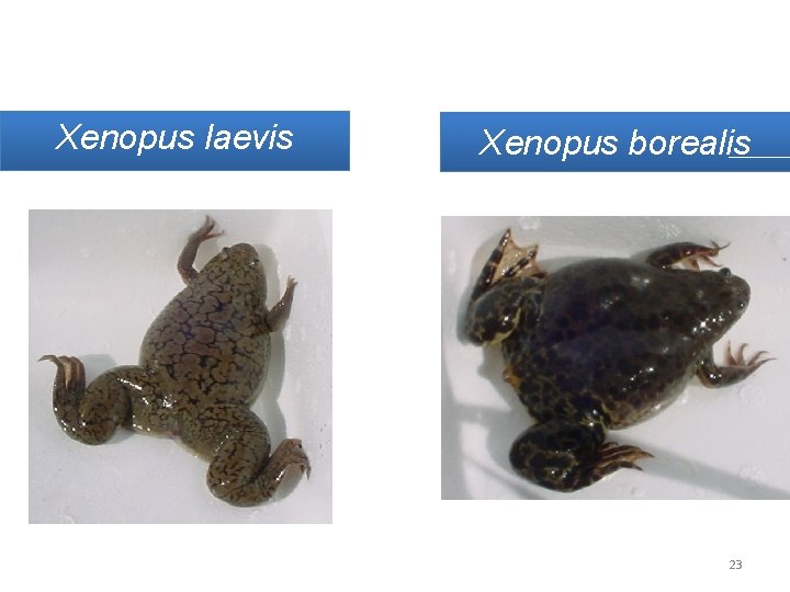 Xenopus laevis Xenopus borealis 23 Xenopus laevis Xenopus borealis 23