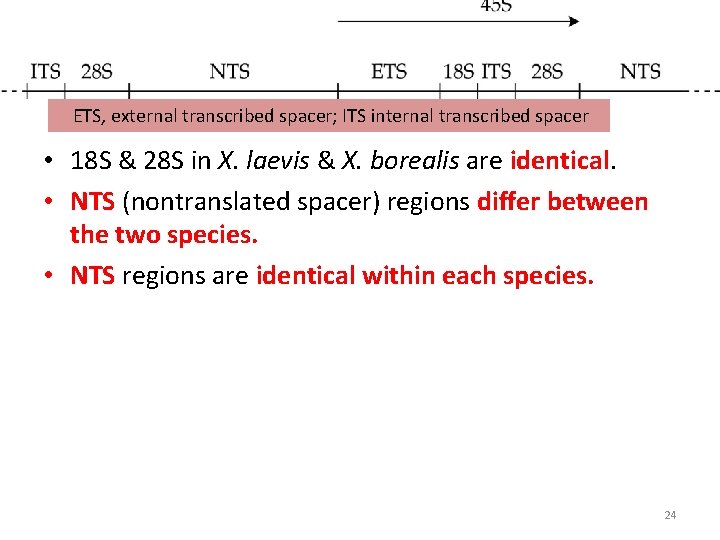 ETS, external transcribed spacer; ITS internal transcribed spacer • 18 S & 28 ETS, external transcribed spacer; ITS internal transcribed spacer • 18 S & 28