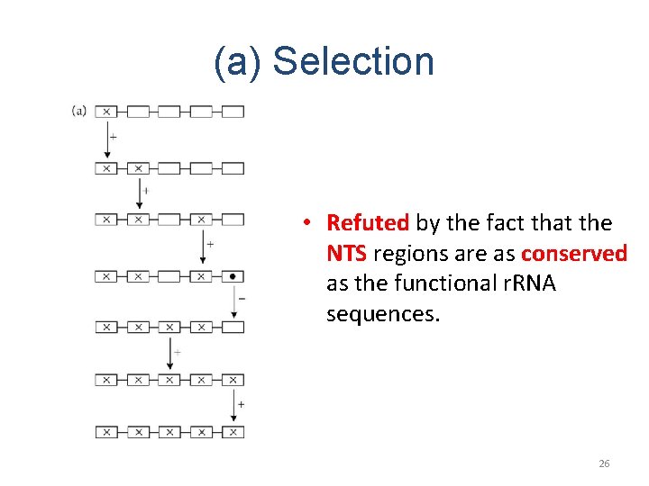 (a) Selection • Refuted by the fact that the NTS regions are as conserved (a) Selection • Refuted by the fact that the NTS regions are as conserved