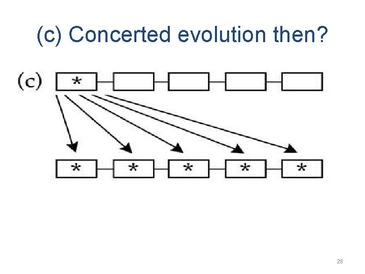 (c) Concerted evolution then? 28 (c) Concerted evolution then? 28