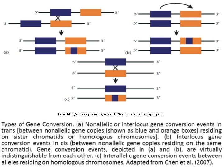 From http: //en. wikipedia. org/wiki/File: Gene_Conversion_Types. png 34 From http: //en. wikipedia. org/wiki/File: Gene_Conversion_Types. png 34