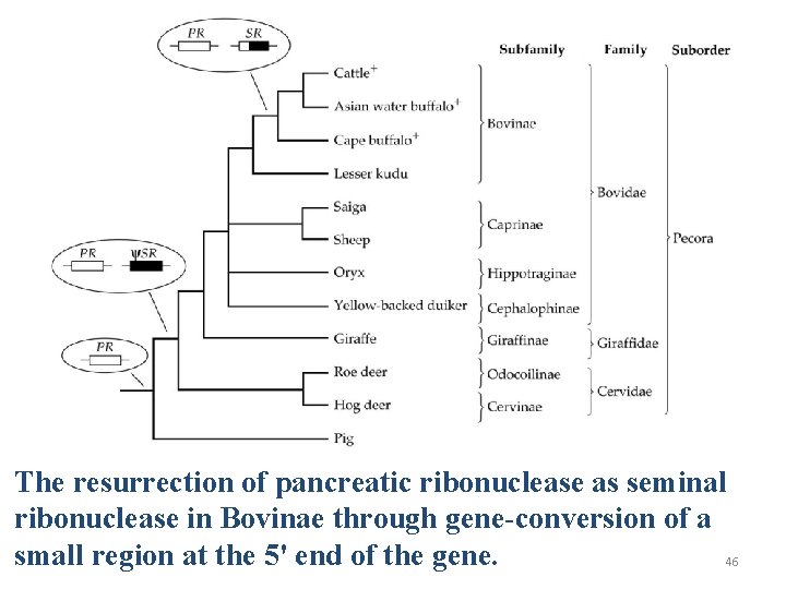 The resurrection of pancreatic ribonuclease as seminal ribonuclease in Bovinae through gene-conversion of a The resurrection of pancreatic ribonuclease as seminal ribonuclease in Bovinae through gene-conversion of a