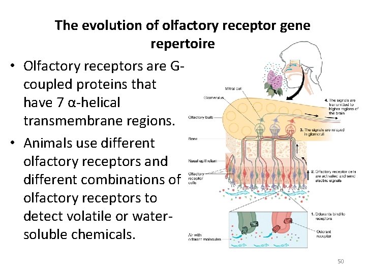 The evolution of olfactory receptor gene repertoire • Olfactory receptors are Gcoupled proteins that The evolution of olfactory receptor gene repertoire • Olfactory receptors are Gcoupled proteins that