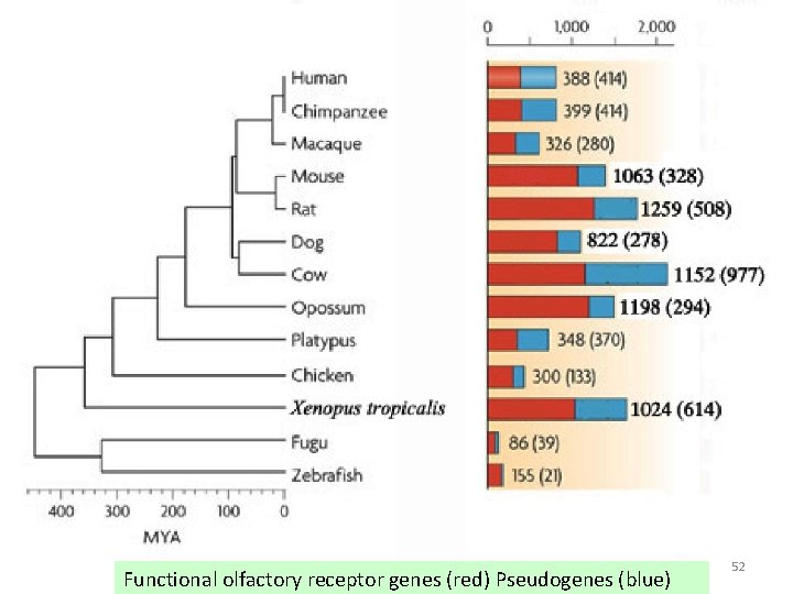 Functional olfactory receptor genes (red) Pseudogenes (blue) 52 Functional olfactory receptor genes (red) Pseudogenes (blue) 52