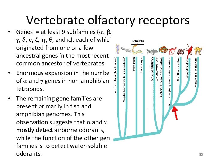 Vertebrate olfactory receptors • Genes = at least 9 subfamiles (a, b, g, d, Vertebrate olfactory receptors • Genes = at least 9 subfamiles (a, b, g, d,