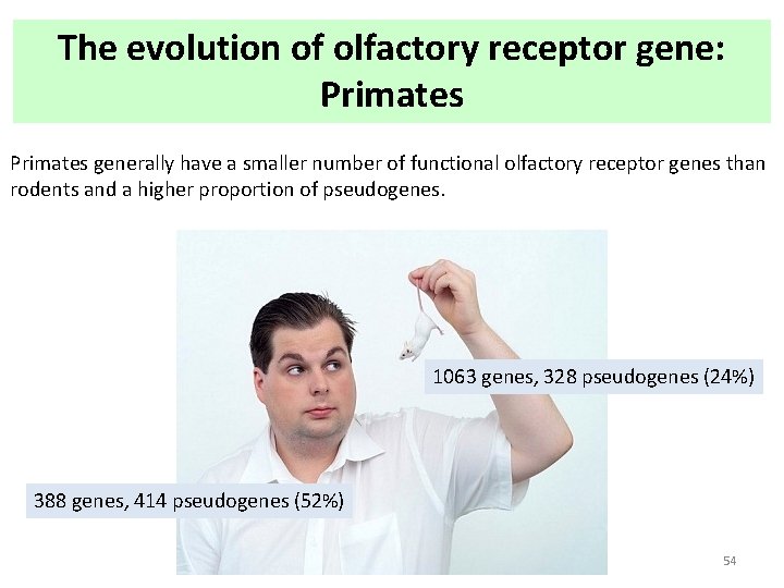 The evolution of olfactory receptor gene: Primates generally have a smaller number of functional The evolution of olfactory receptor gene: Primates generally have a smaller number of functional
