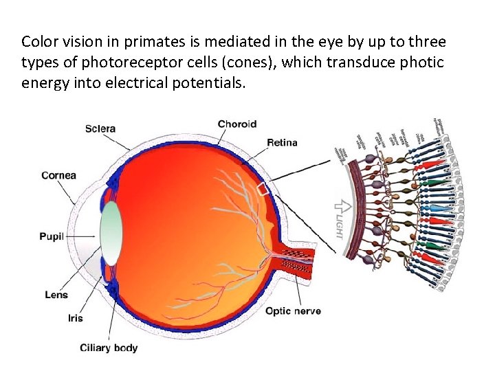 Color vision in primates is mediated in the eye by up to three types Color vision in primates is mediated in the eye by up to three types