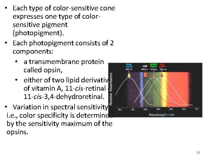 • Each type of color-sensitive cone expresses one type of colorsensitive pigment (photopigment). • Each type of color-sensitive cone expresses one type of colorsensitive pigment (photopigment).