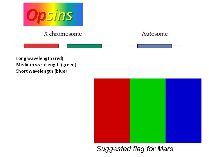 Opsins Long wavelength (red) Medium wavelength (green) Short wavelength (blue) Suggested flag for Mars Opsins Long wavelength (red) Medium wavelength (green) Short wavelength (blue) Suggested flag for Mars