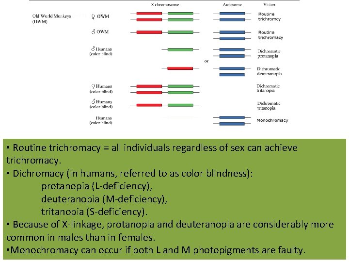 • Routine trichromacy = all individuals regardless of sex can achieve trichromacy. • • Routine trichromacy = all individuals regardless of sex can achieve trichromacy. •