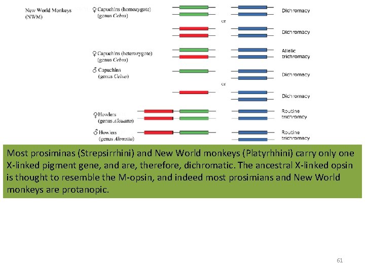 Most prosiminas (Strepsirrhini) and New World monkeys (Platyrhhini) carry only one X-linked pigment gene, Most prosiminas (Strepsirrhini) and New World monkeys (Platyrhhini) carry only one X-linked pigment gene,