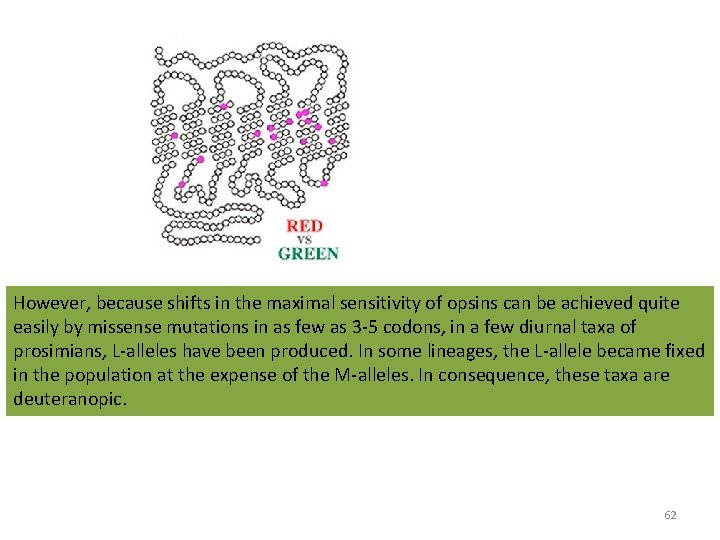 However, because shifts in the maximal sensitivity of opsins can be achieved quite easily However, because shifts in the maximal sensitivity of opsins can be achieved quite easily