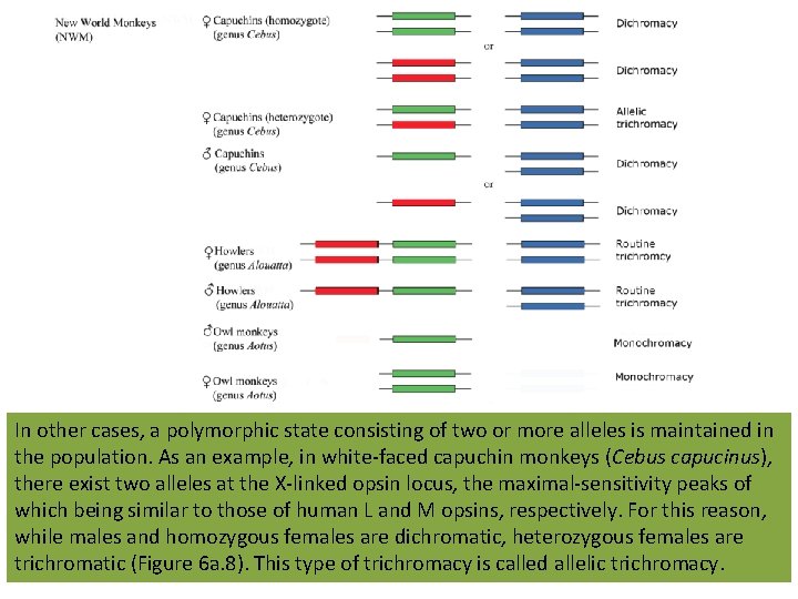 In other cases, a polymorphic state consisting of two or more alleles is maintained In other cases, a polymorphic state consisting of two or more alleles is maintained