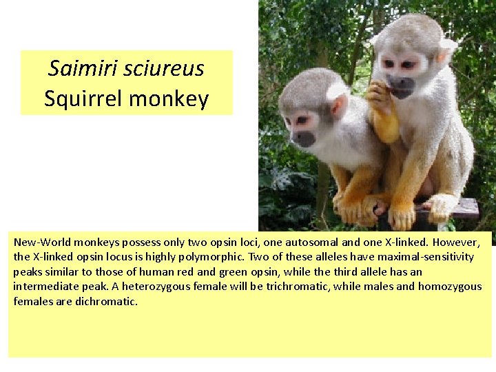 Saimiri sciureus Squirrel monkey New-World monkeys possess only two opsin loci, one autosomal and Saimiri sciureus Squirrel monkey New-World monkeys possess only two opsin loci, one autosomal and