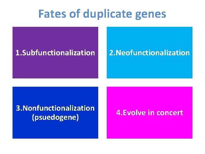 Fates of duplicate genes 1. Subfunctionalization 2. Neofunctionalization 3. Nonfunctionalization (psuedogene) 4. Evolve in Fates of duplicate genes 1. Subfunctionalization 2. Neofunctionalization 3. Nonfunctionalization (psuedogene) 4. Evolve in