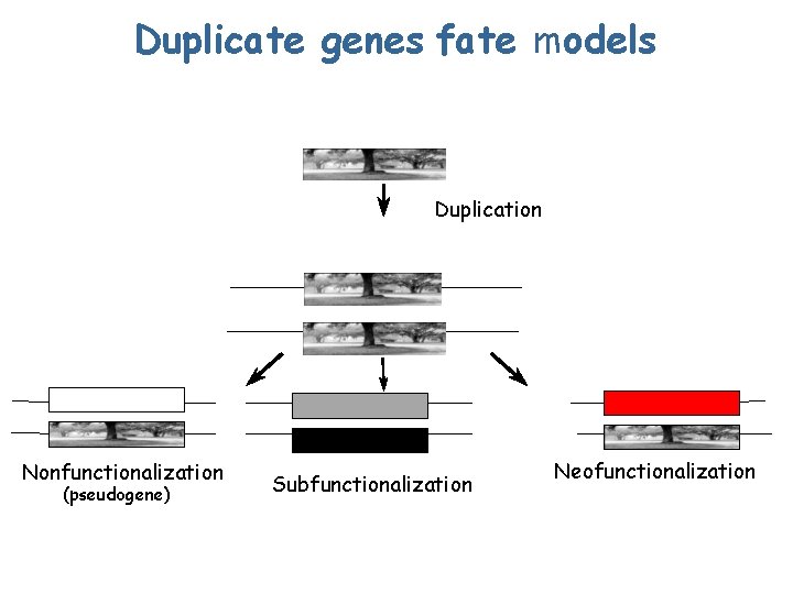 Duplicate genes fate models Duplication Nonfunctionalization (pseudogene) Subfunctionalization Neofunctionalization Duplicate genes fate models Duplication Nonfunctionalization (pseudogene) Subfunctionalization Neofunctionalization