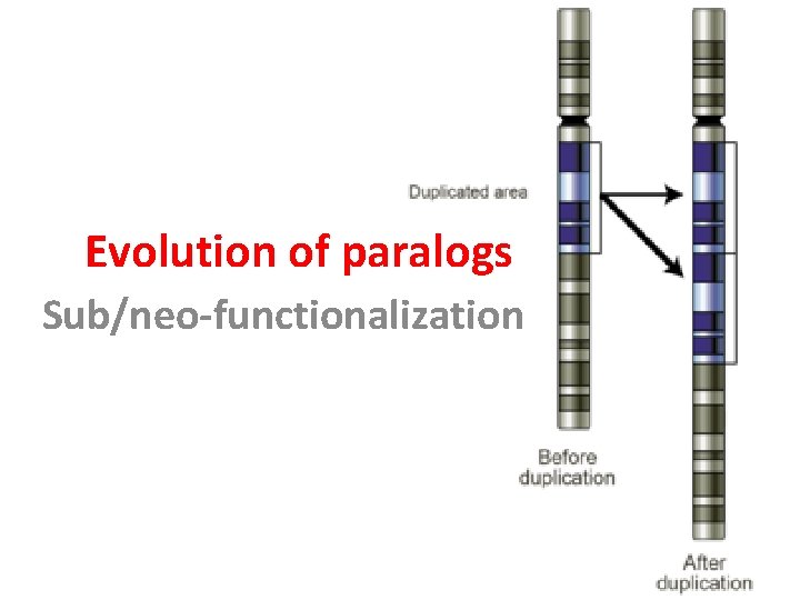 Evolution of paralogs Sub/neo-functionalization Evolution of paralogs Sub/neo-functionalization