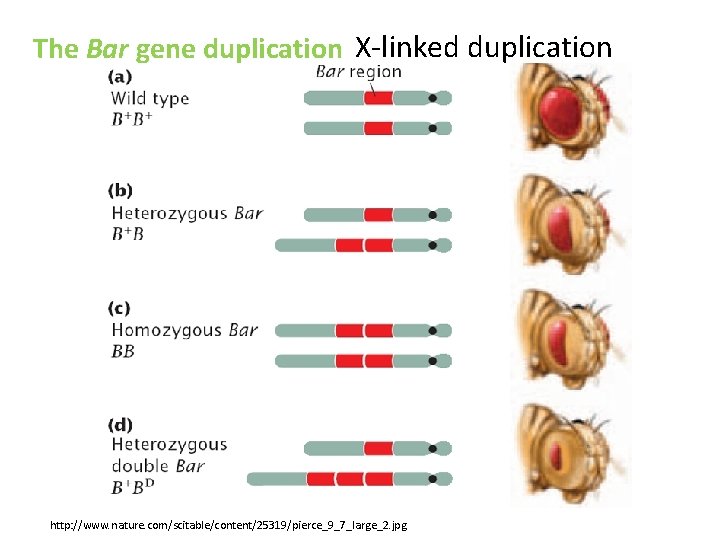The Bar gene duplication X-linked duplication http: //www. nature. com/scitable/content/25319/pierce_9_7_large_2. jpg The Bar gene duplication X-linked duplication http: //www. nature. com/scitable/content/25319/pierce_9_7_large_2. jpg