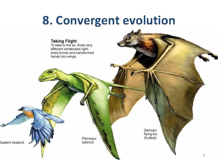 8. Convergent evolution 9 8. Convergent evolution 9