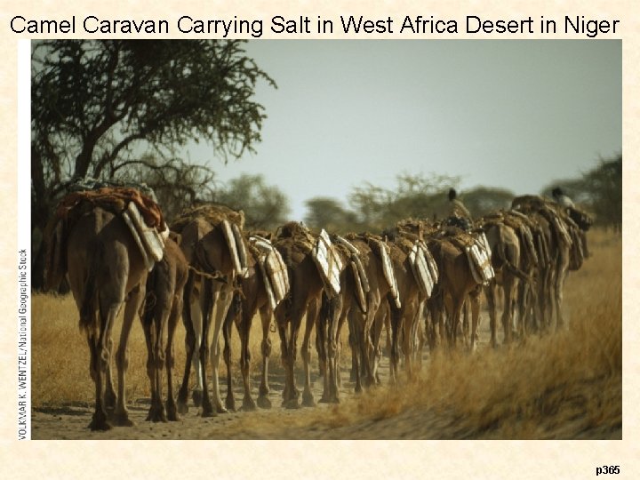 Camel Caravan Carrying Salt in West Africa Desert in Niger p 365 