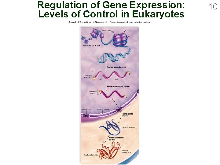 Regulation of Gene Expression: Levels of Control in Eukaryotes 10 