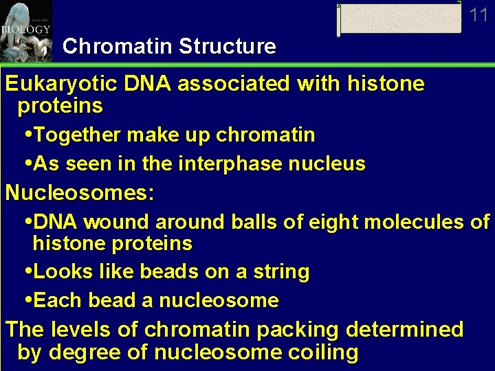 11 Chromatin Structure Eukaryotic DNA associated with histone proteins Together make up chromatin As