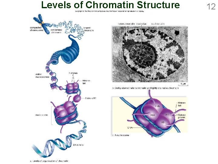 Levels of Chromatin Structure 12 