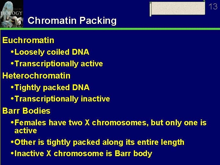 13 Chromatin Packing Euchromatin Loosely coiled DNA Transcriptionally active Heterochromatin Tightly packed DNA Transcriptionally