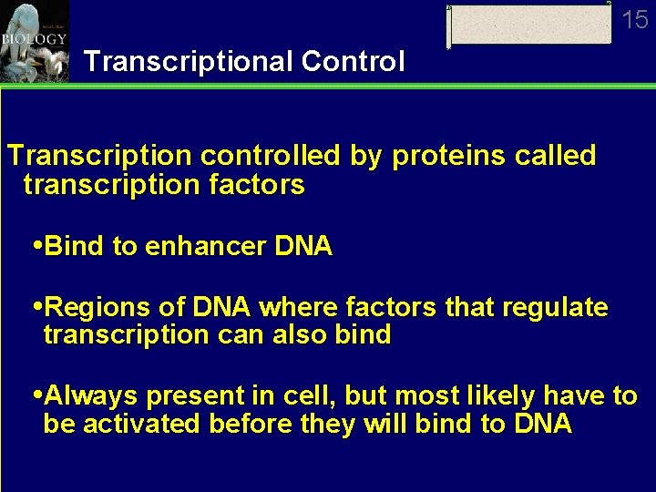 15 Transcriptional Control Transcription controlled by proteins called transcription factors Bind to enhancer DNA