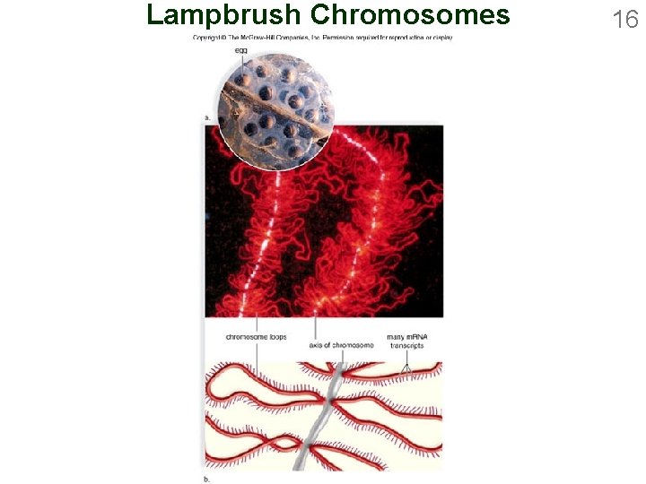 Lampbrush Chromosomes 16 