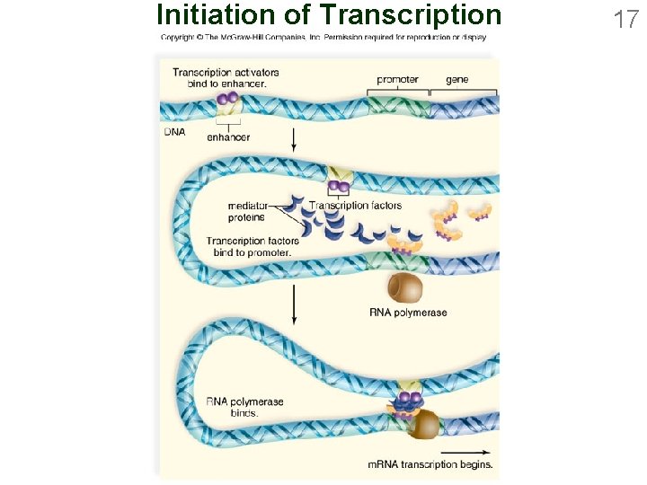 Initiation of Transcription 17 