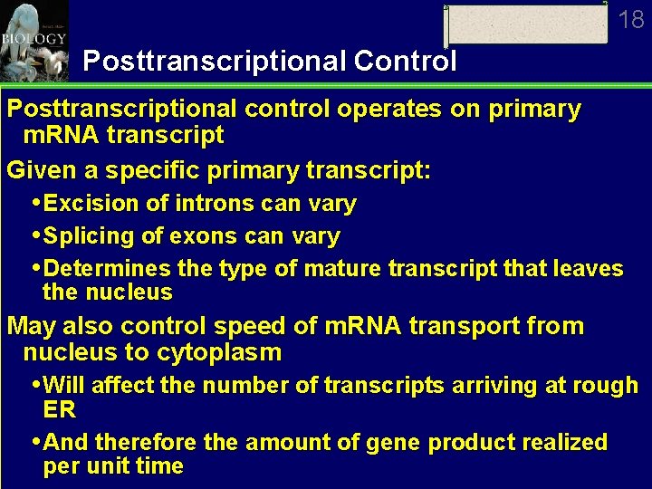 18 Posttranscriptional Control Posttranscriptional control operates on primary m. RNA transcript Given a specific